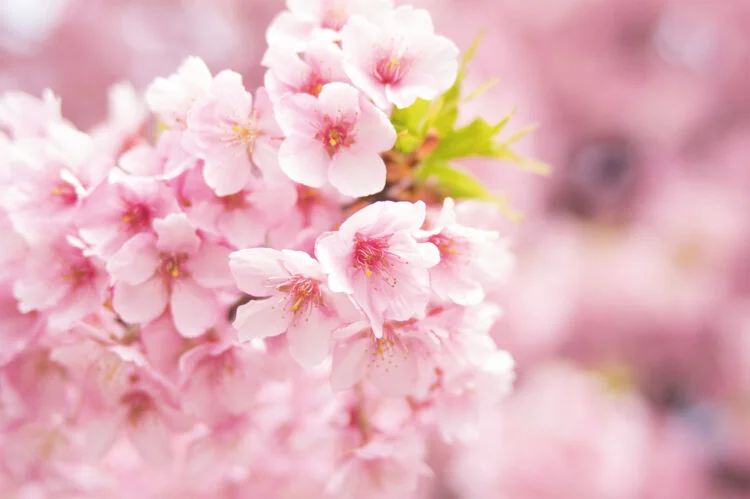 Wako Cherry Blossom Decoration